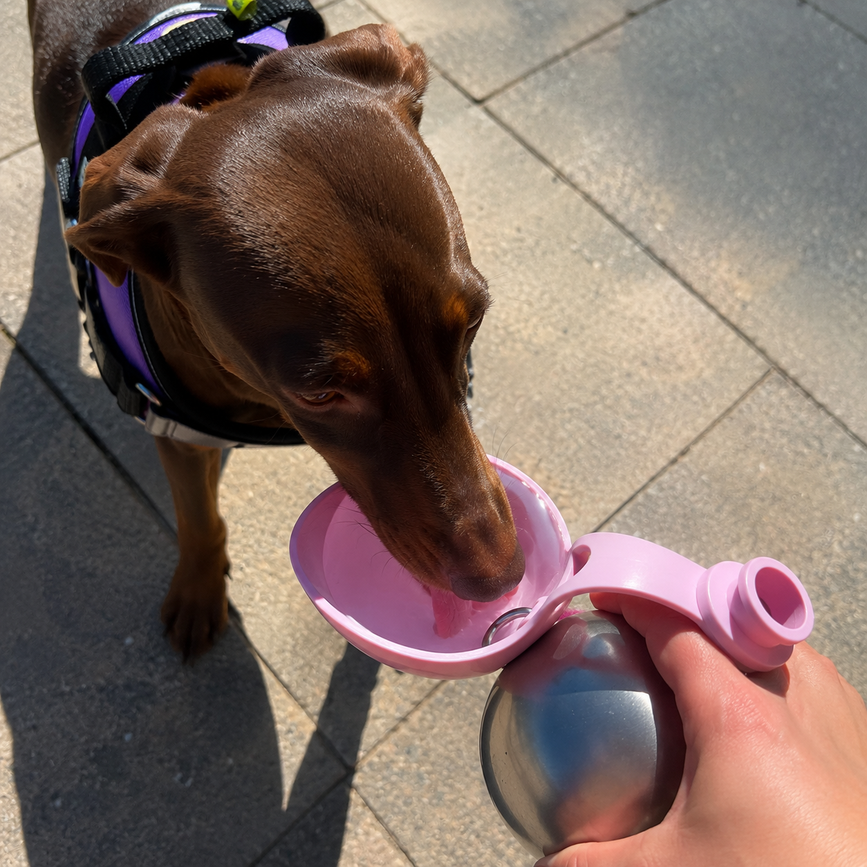 PawZie™ – Gourde Portable pour Chien